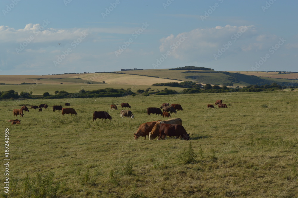 English Countryside Cows