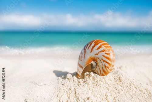 nice and shine sea shell on beach with perfect seascape