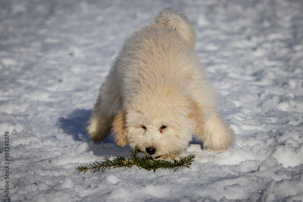 An extremely cute puppy golden doodle playing with a fir branch in the snow. The golden ears and paws are really in contrast with the white snow. The puppies dog is getting trained to fetch