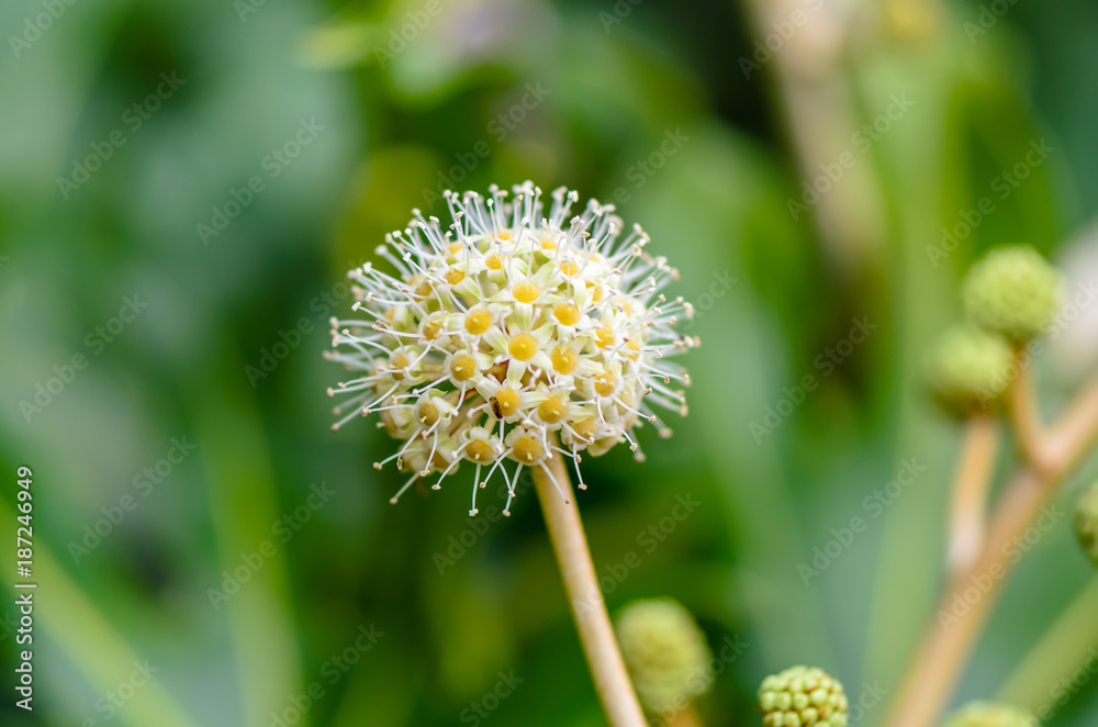 Plant of white yellow, round flower with many small flowers, stamens and pistils Plant of white yellow, round flower with many small flowers, stamens and pistils