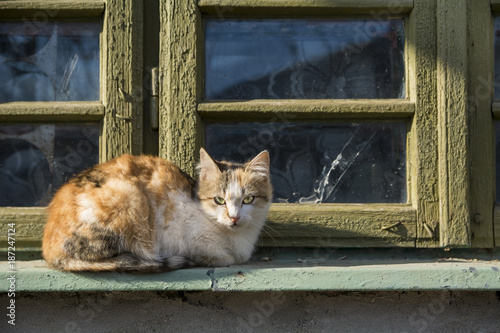 Stray cat sitting on a window sill