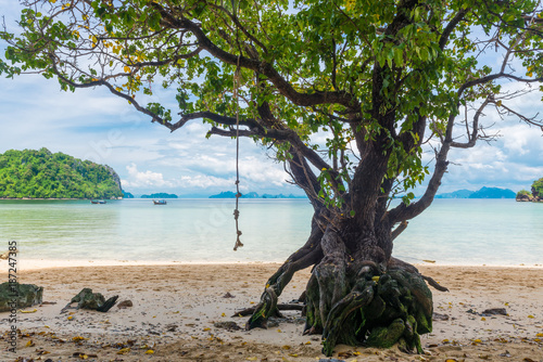 Fototapeta Naklejka Na Ścianę i Meble -  large branched tree on the shore in the tropics against the sea