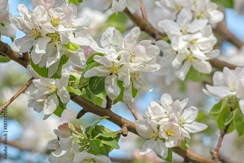 Flowering branches of apple-tree in a spring orchard, macro