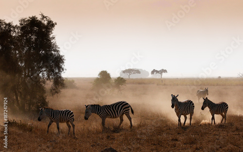 Fototapeta Naklejka Na Ścianę i Meble -  Dusty zebras in Amboseli National Park Kenia