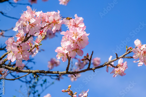 Branches d'amandier en fleurs.