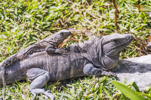 Wild iguanas in Tulum
