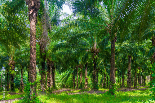 low lush palm trees grow on a coconut farm in Thailand