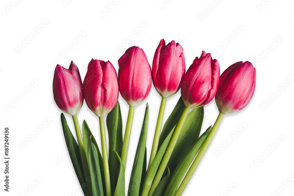 Pink tulip flowers isolated on white background. Pink tulip flowers isolated on white background.