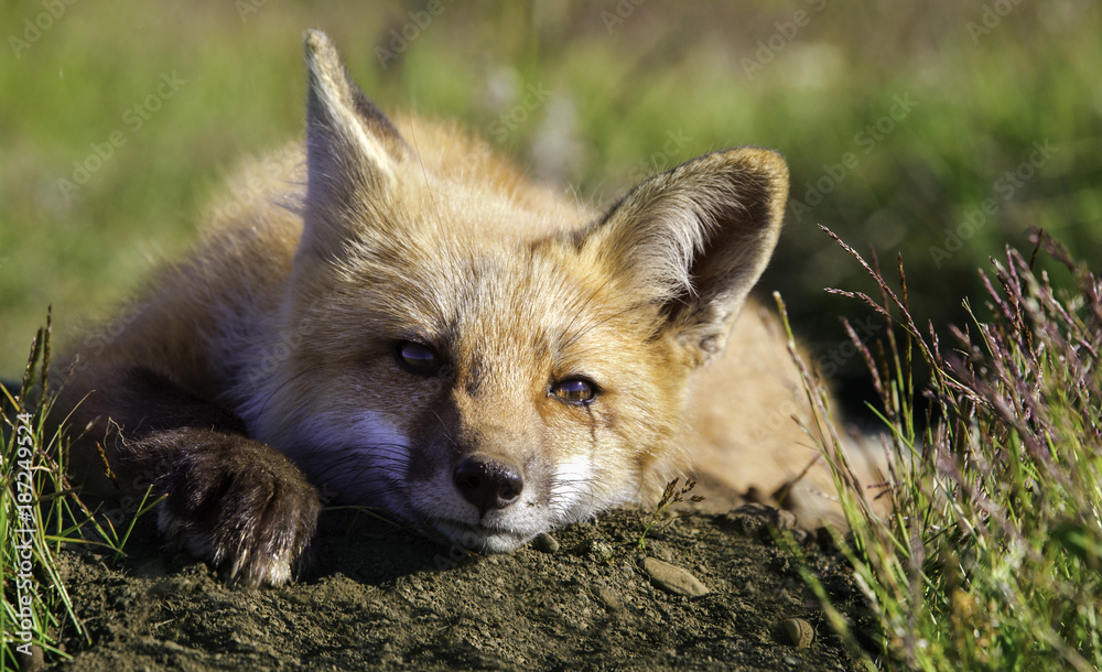 Fototapeta premium Young fox relaxing in meadow