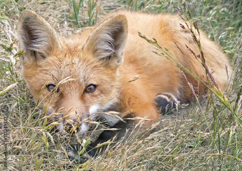 Fototapeta Naklejka Na Ścianę i Meble -  Cute fox kit showing off hunting skills and camouflage