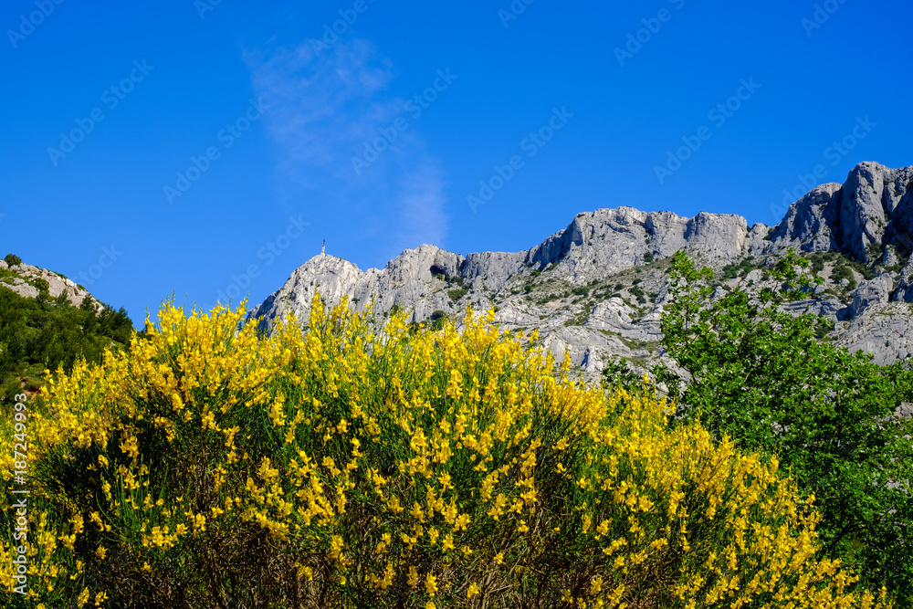 Montagde de Sainte-Victoire au printemps. Fleurs de genêt au premier plan. Provence, France.