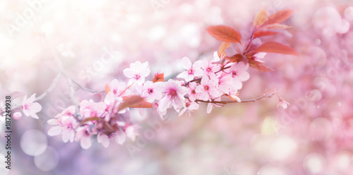 Kirschblüte im Frühling © Visions-AD