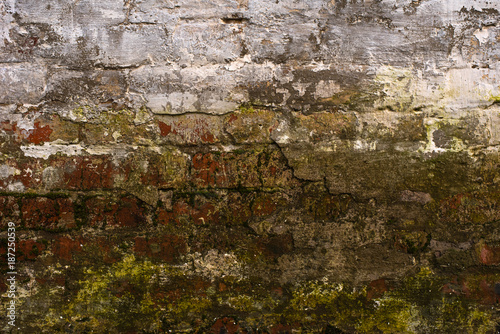Old brick wall - vintage texture background with green algae or lichen
