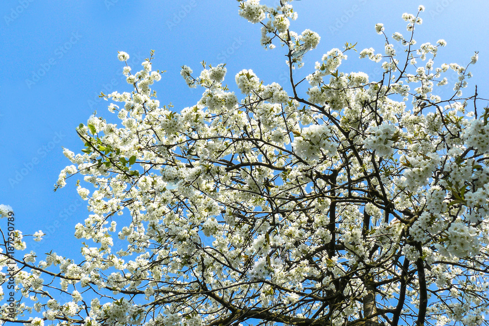 Zweige eines Kirschbaumes in voller Blüte bei Sonnenschein Zweige eines Kirschbaumes in voller Blüte bei Sonnenschein