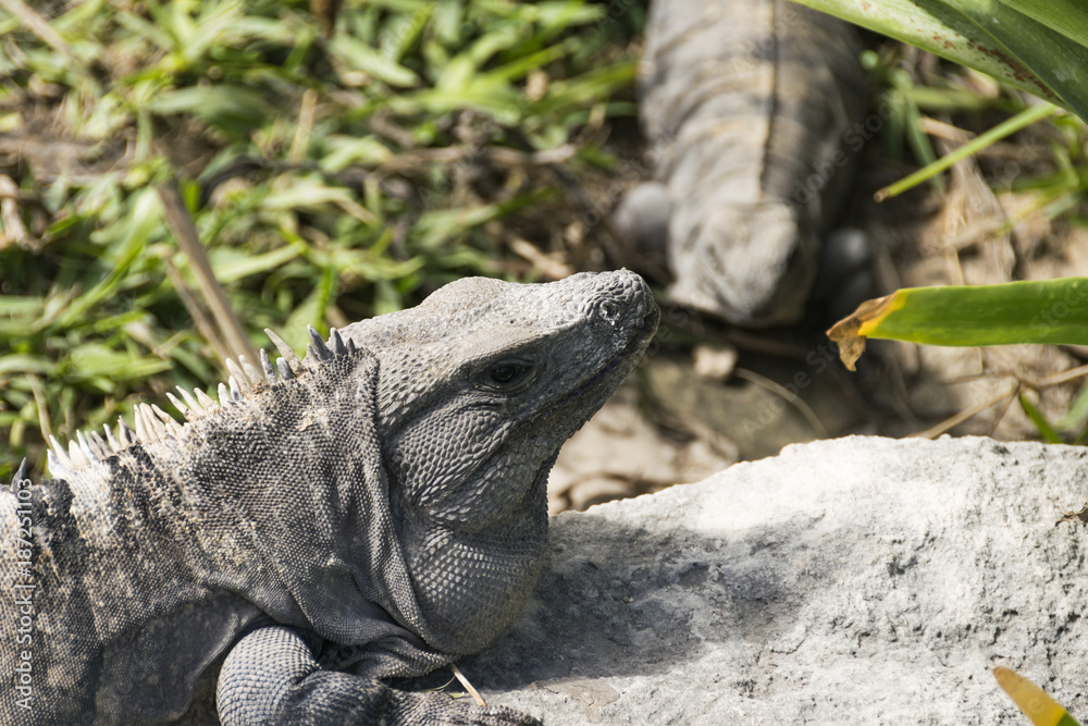 Obraz premium Wild iguanas in Tulum