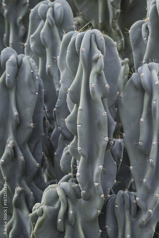 Fototapeta premium columnar succulent in blue green color with wrinkled appearance and spines cereus hildmannianus monstrosus