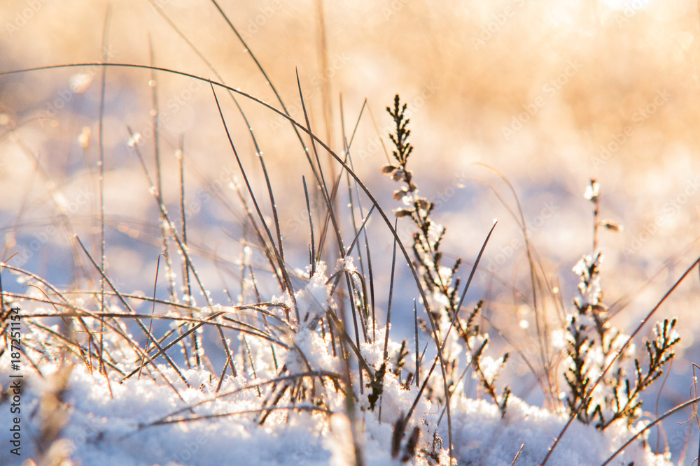 Obraz premium Morning flowers in the winter wonderland in Ķemeri moor, Latvia
