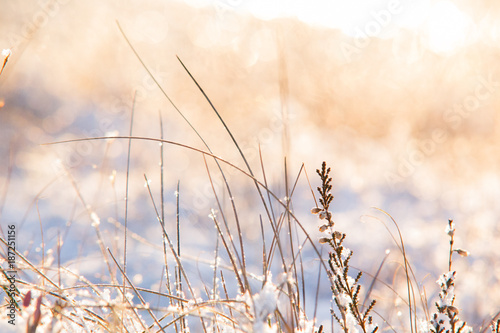 Morning in the winter wonderland in   emeri moor  Latvia