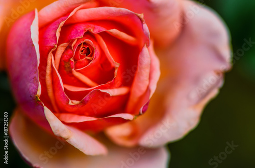 Delicate red creamy rose flower on a blurred green background