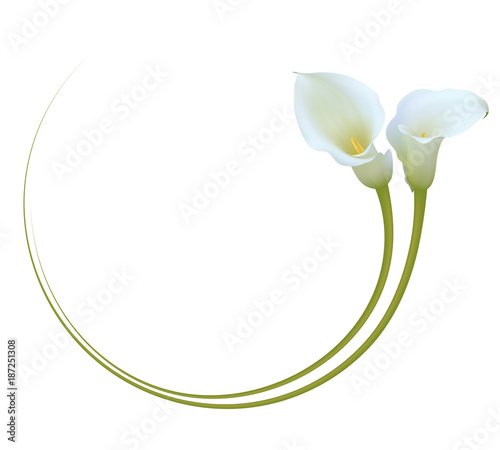 Realistic white calla lily frame. "Admire your beauty".