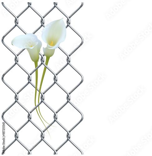 Rabitz fence with realistic white calla lily as left border  pattern.