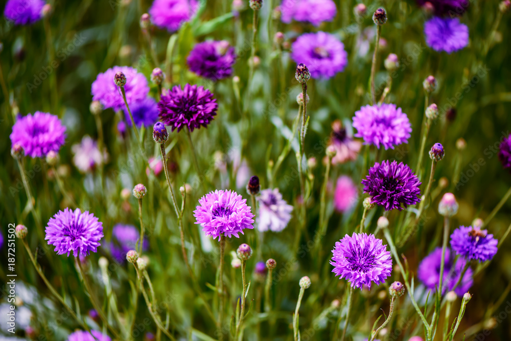 violet blue, beautiful plants flowers on a bright summer day violet blue, beautiful plants flowers on a bright summer day