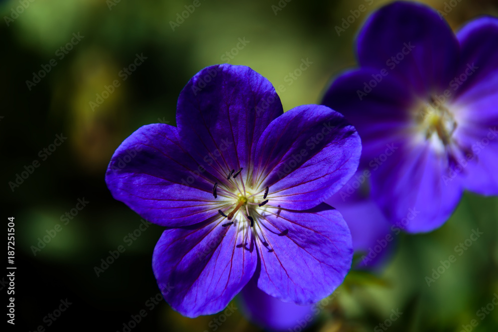 violet blue, beautiful plants flowers on a bright summer day violet blue, beautiful plants flowers on a bright summer day