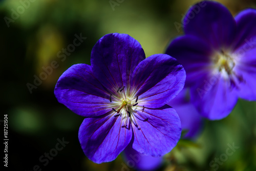 violet blue, beautiful plants flowers on a bright summer day