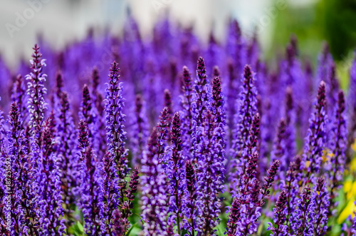 Fototapeta Naklejka Na Ścianę i Meble -  violet blue, beautiful plants flowers on a bright summer day