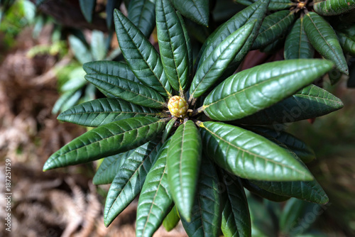 Blooming rhododendron arboreum in Horton Plains photo