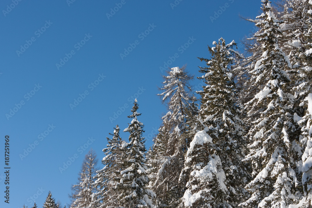 Pine trees covered in snow over a blue sky, Cortina D'Ampezzo, Italy Pine trees covered in snow over a blue sky, Cortina D'Ampezzo, Italy