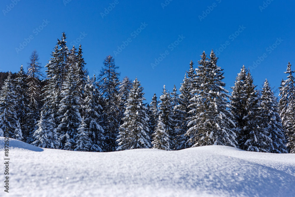 Pine trees covered in snow over a blue sky, Cortina D'Ampezzo, Italy