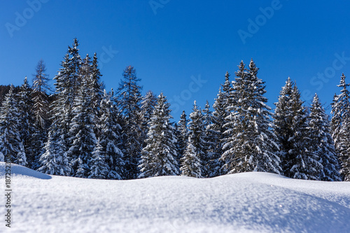 Pine trees covered in snow over a blue sky, Cortina D'Ampezzo, Italy © Giulio