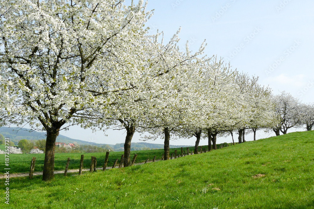 Kirschblüte an Baumreihe weiß in Deutschland Kirschblüte an Baumreihe weiß in Deutschland