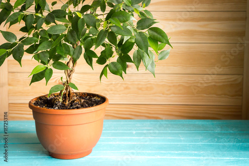 Plant ficus benjamina in a brown pot standing on wooden blue table in front of unpainted wall, natural rustic style