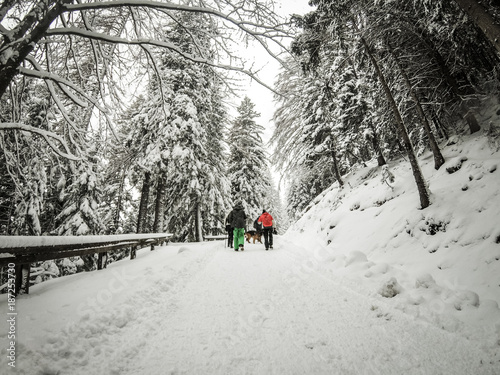 Trekkers on a winter trail in the snow, Malga Ra Stua, Cortina D'Ampezzo, Italy photo