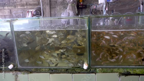 Live small fish floating in a fish store aquarium, Fish market
