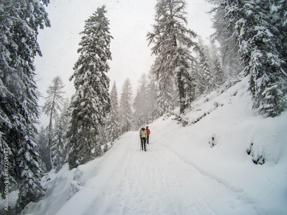 Trekkers on a winter trail in the snow, Malga Ra Stua, Cortina D'Ampezzo, Italy