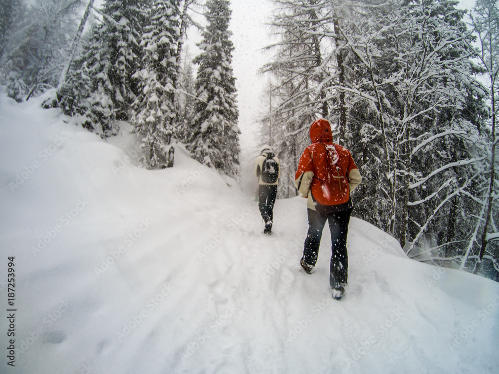 Trekkers on a winter trail in the snow, Malga Ra Stua, Cortina D'Ampezzo, Italy