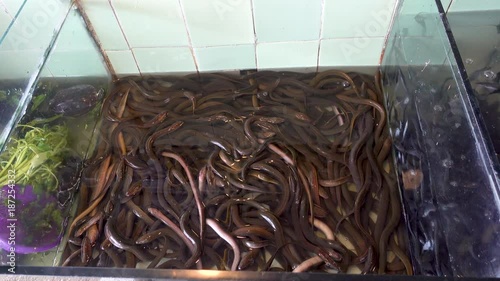 Many live eels a store aquarium, fish market. 4k Realtime video