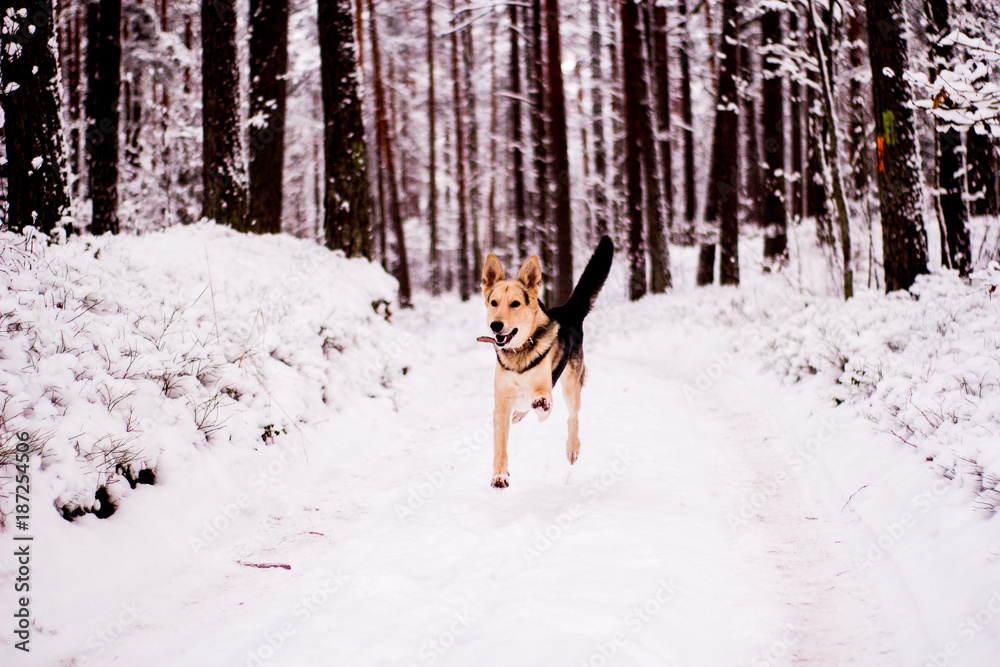 Cute dog playfully running and standing in the forest