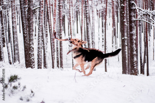 Cute dog playfully running and standing in the forest