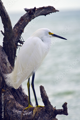 Snowy Egret Posing