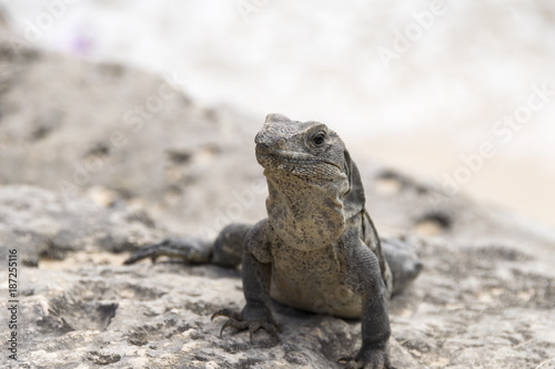 Wild iguanas in Tulum © fotosdanielgbueno