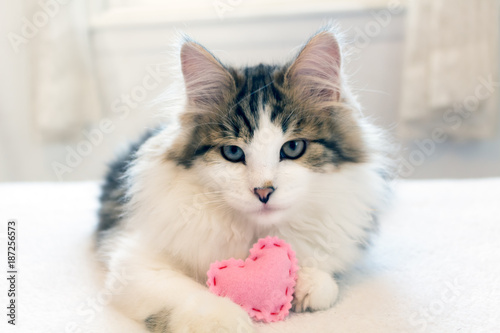 Fotografie Cute fluffy tabby and white kitten holding a pink heart & seems to be smiling