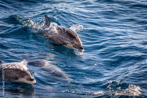 Atlantic spotted dolphins, Stenella frontalis, in the Atlantic ocean near Gran Canaria. photo