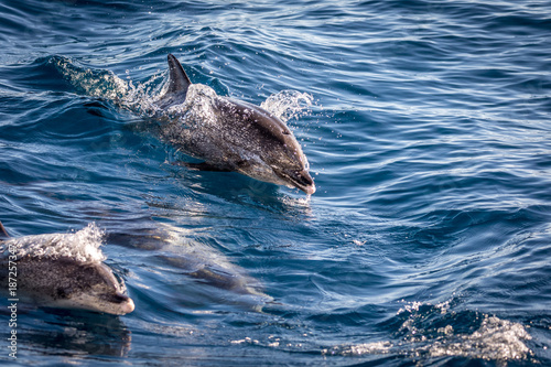 Atlantic spotted dolphins, Stenella frontalis, in the Atlantic ocean near Gran Canaria.