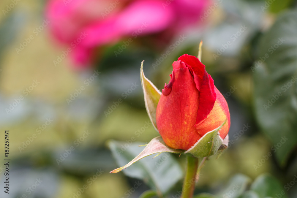 Bouton de rose orange