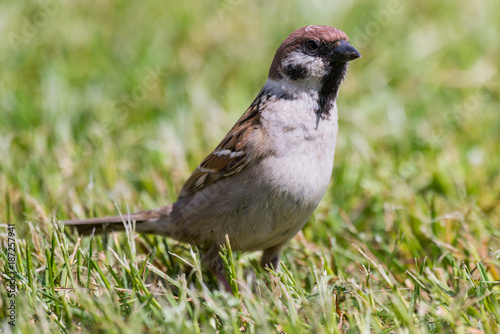 Fototapeta Naklejka Na Ścianę i Meble -  Eurasian tree sparrow Passer montanus sitting in grass