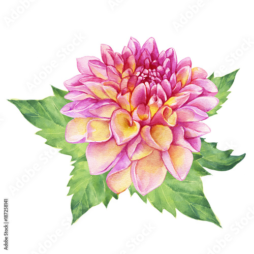 Beautiful pink Dahlia flower. Garden closeup dahlia flower. For wedding  invitation  Valentine s Day  Mother s Day. Watercolor hand drawn painting illustration isolated on white background.